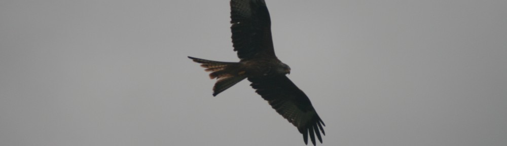 Red kite