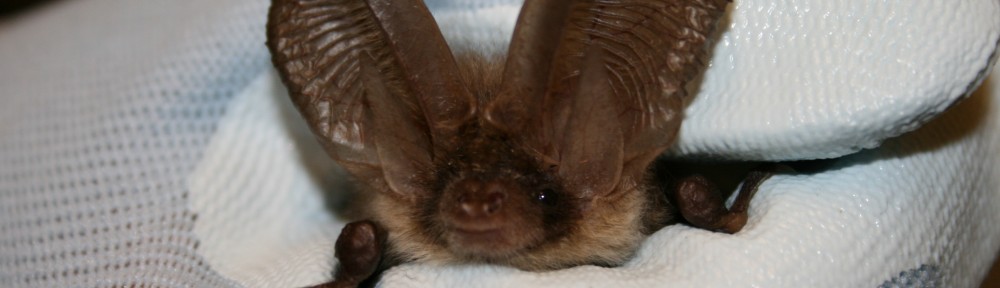 Brown long eared bat