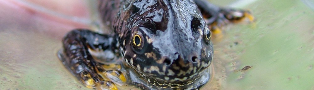 great crested newt