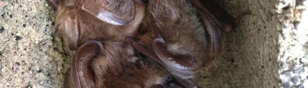 Brown long eared bats in a box